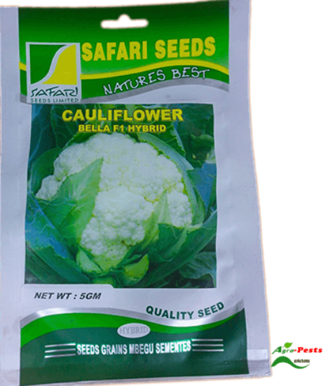 Picture of Cauliflower Bella F1Hybrid