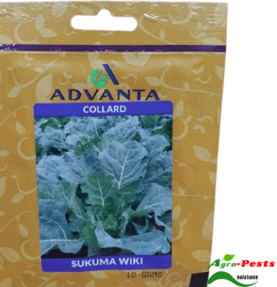 Picture of Collard Adv