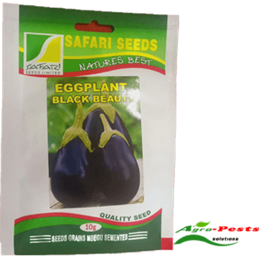 Picture of Eggplant