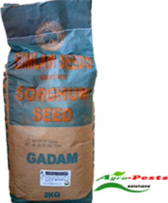 Picture of Gadam Sorghum Seed