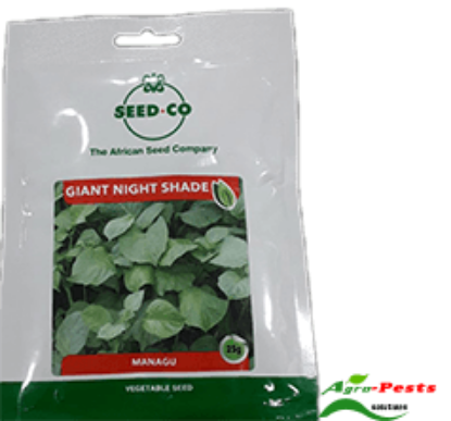 Picture of Giant Night Shade seedco
