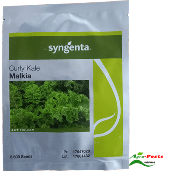 Picture of Malkia Curly Kale