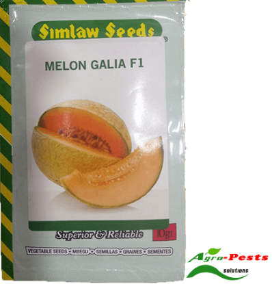 Picture of Melon Galia F1