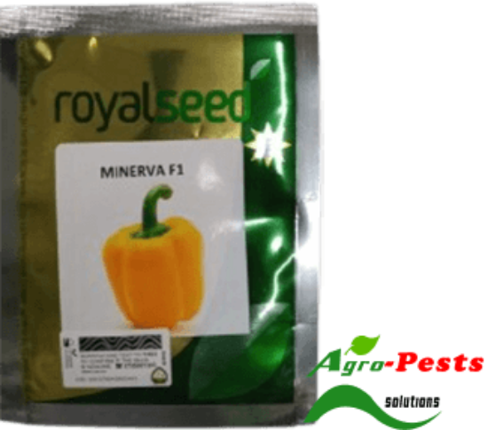 Picture of Minerva F1