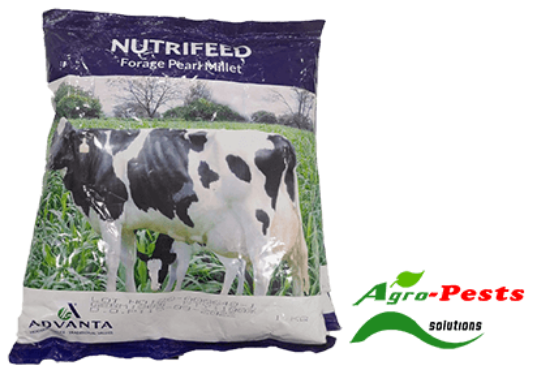 Picture of Nutrifeed forage sorghum