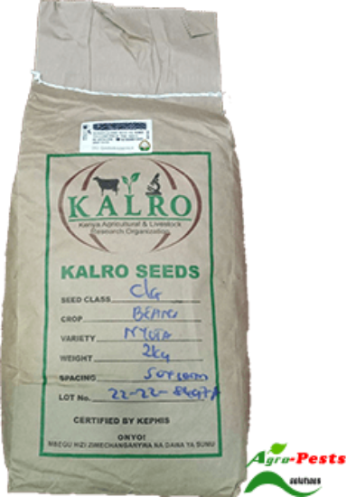 Picture of Nyota beans Kalro