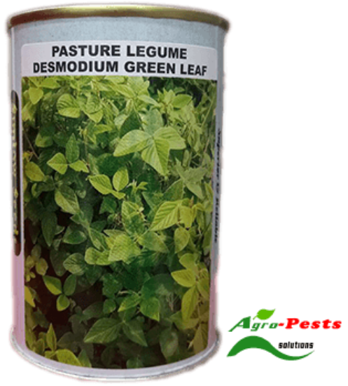 Picture of Pasture Legume Desmodium greeen leaf