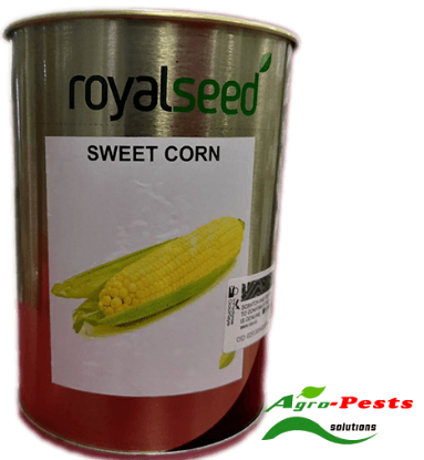 Picture of Sweet corn