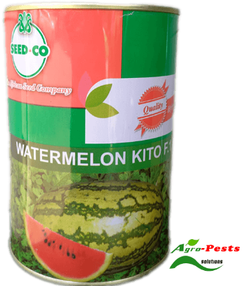 Picture of Watermelon Kito F1
