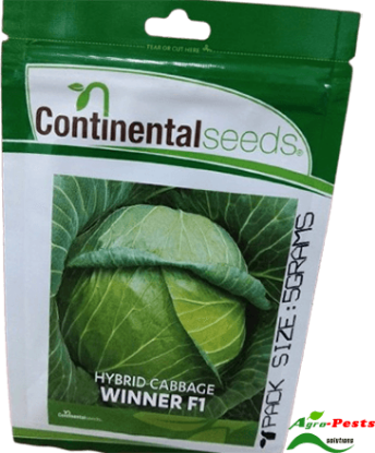 Picture of Winner F1 Cabbage